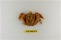 藏品(東方人面蟹)的圖片